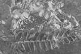 Wide Fossil Seed Fern Plate - Pennsylvania #73143-1